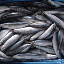 Frozen Seafrozen Horse Mackerel 25cm Up For Africa